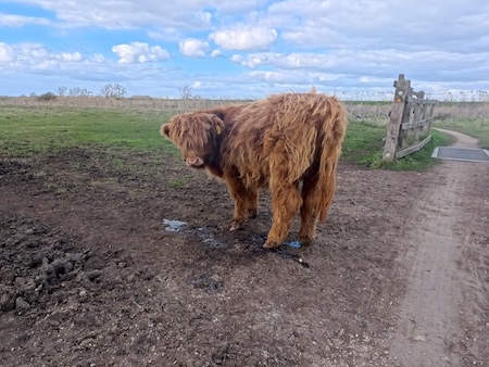 Coos and grates