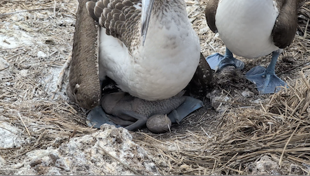 Blue-footed booby chick