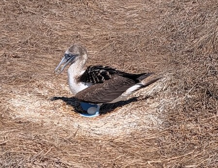 Blue-footed Booby