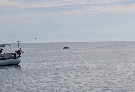 Whales of Isabel