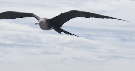Frigate soaring