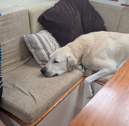 Mookie rests