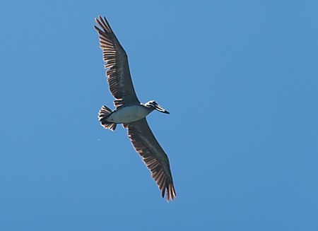Pelican