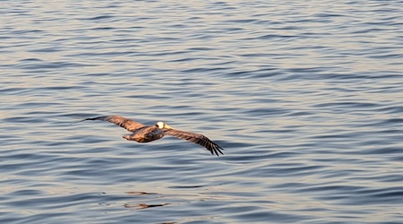 Pelican gliding above the water