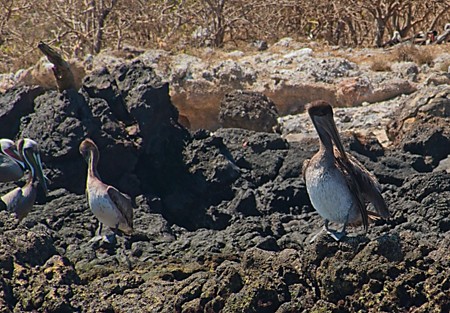 Pelican
