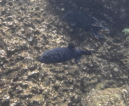 Pufferfish