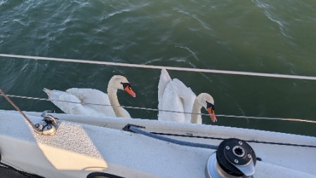 Swan Visitors