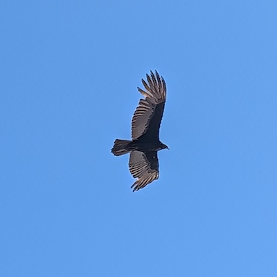 Turkey Vulture